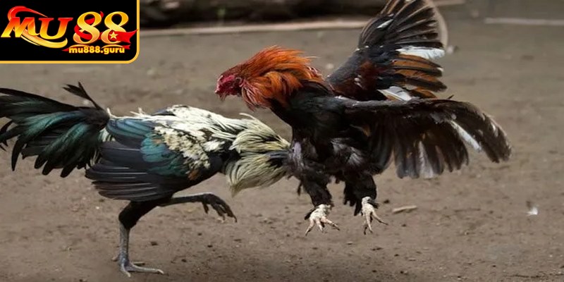 Đá gà cựa dao mang tới cho dàn kê thủ những màn so tài mãn nhãn