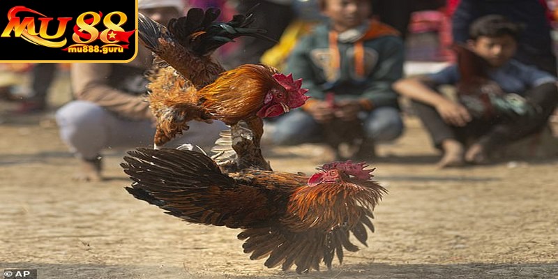Tất cả giải so tài rèn luyện nên các chiến kê vô cùng dũng mãnh