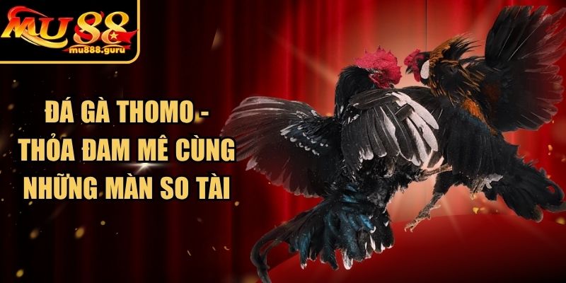 Đá Gà Thomo