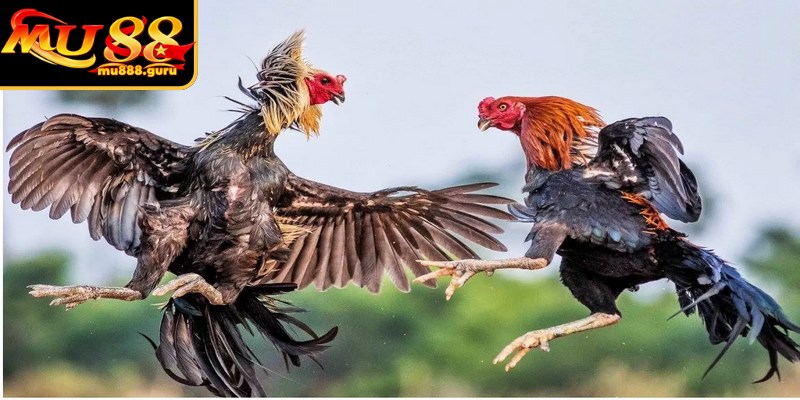 Đá gà Thomo mang sức hút vô cùng mãnh liệt, lôi cuốn bậc nhất
