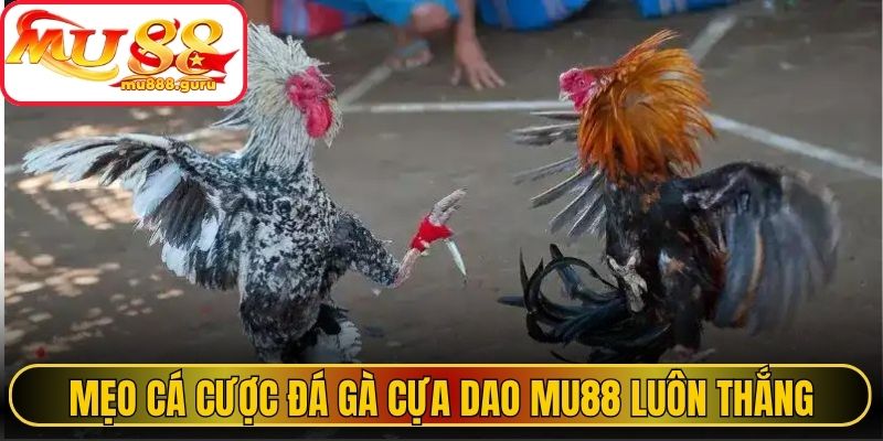 Mẹo cá cược đá gà cựa dao MU88 luôn thắng