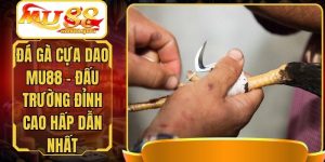 Đá Gà Cựa Dao MU88 - Đấu Trường Đỉnh Cao Hấp Dẫn Nhất