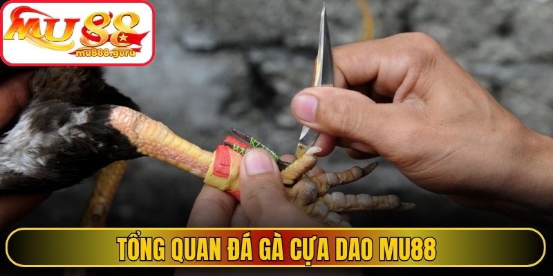 Tổng quan đá gà cựa dao MU88