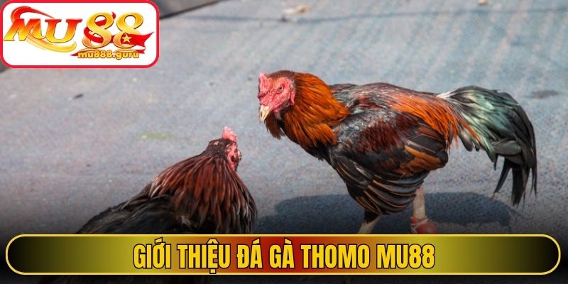 Giới thiệu đá gà Thomo MU88