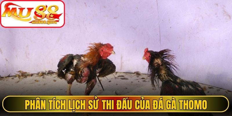Phân tích lịch sử thi đấu của đá gà Thomo