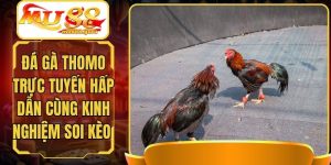 Đá Gà Thomo Trực Tuyến Hấp Dẫn Cùng Kinh Nghiệm Soi Kèo