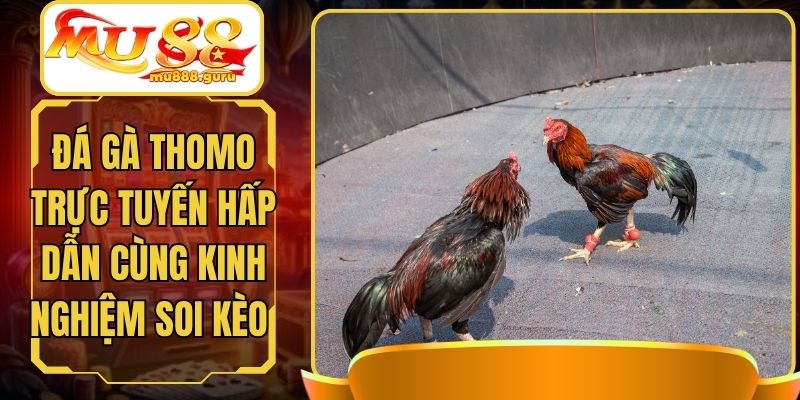 Đá Gà Thomo Trực Tuyến Hấp Dẫn Cùng Kinh Nghiệm Soi Kèo