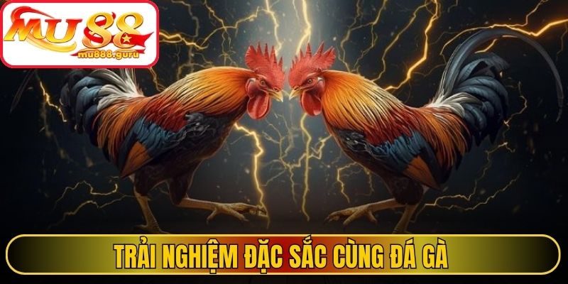 Trải nghiệm đặc sắc cùng đá gà 